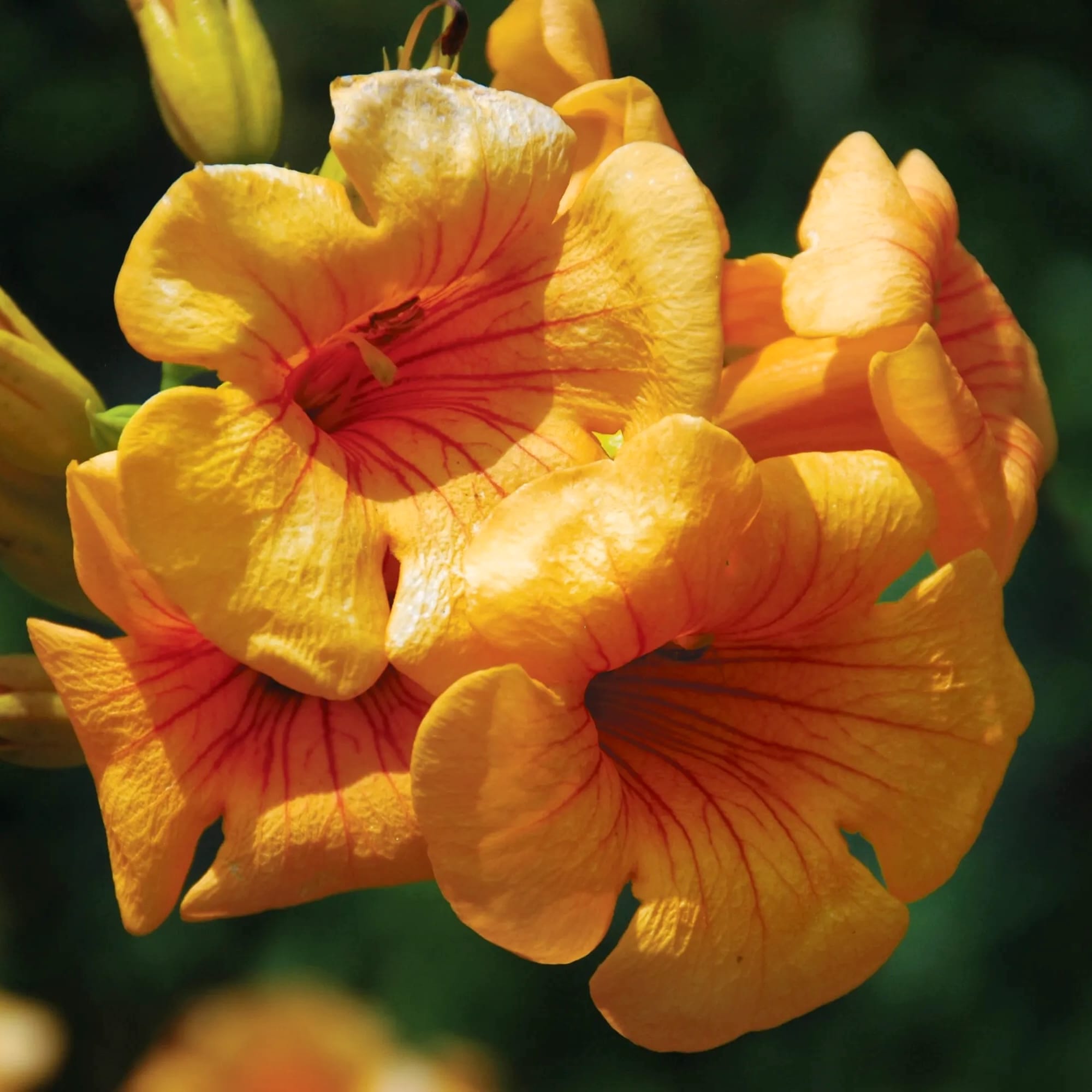 Luleaua turcului bicolora - Campsis tagliabuana 'Summer Jazz™ Golden Trumpet' ('Takarazuka Yellow')