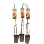 Luleaua turcului bicolora - Campsis tagliabuana 'Summer Jazz™ Golden Trumpet' ('Takarazuka Yellow')