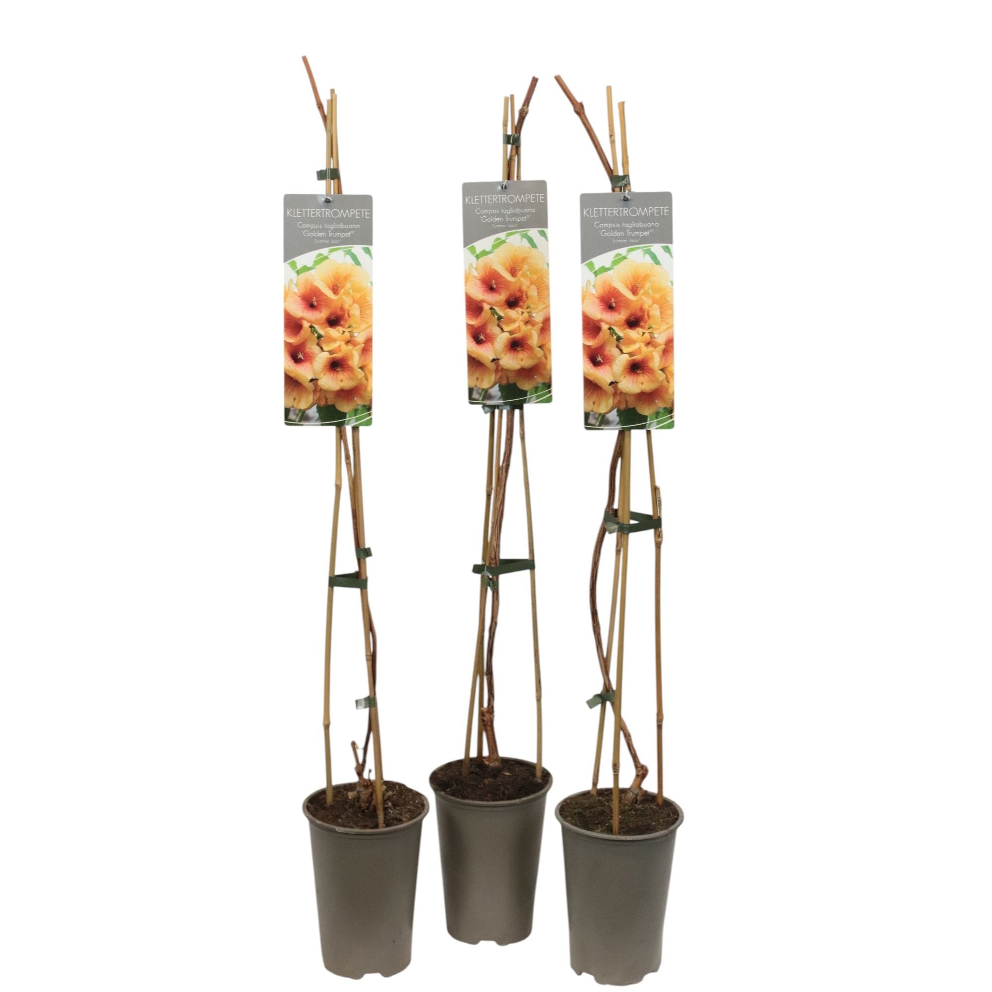 Luleaua turcului bicolora - Campsis tagliabuana 'Summer Jazz™ Golden Trumpet' ('Takarazuka Yellow')