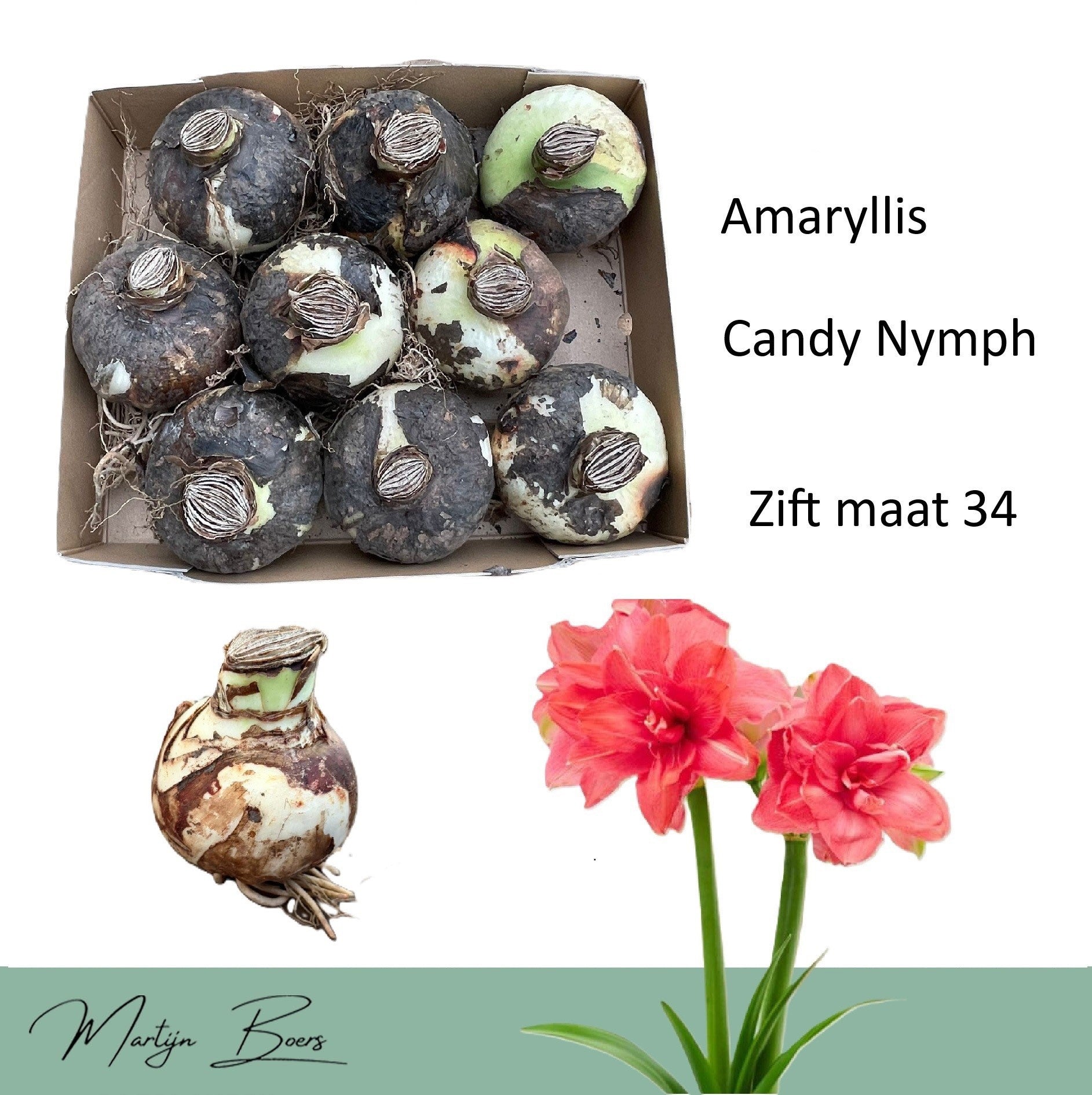 Hippeastrum ‘Candy Nymph’ – flori duble coral-roz, bogate si luminoase