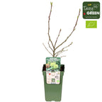 Jestivi kesten - Castanea sativa (Slatki kesten) D15