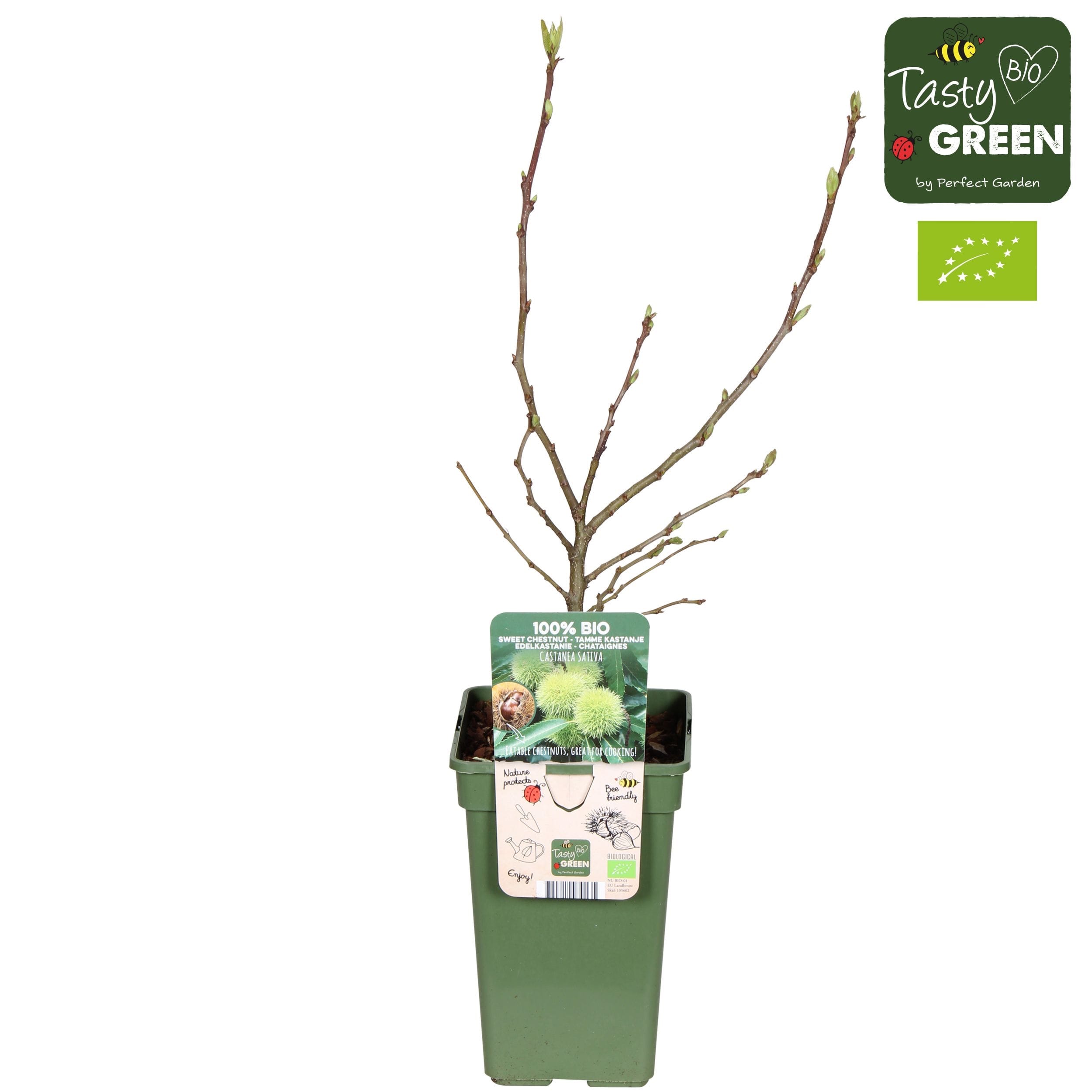 Castan comestibil - Castanea sativa (Sweet Chestnut) D9