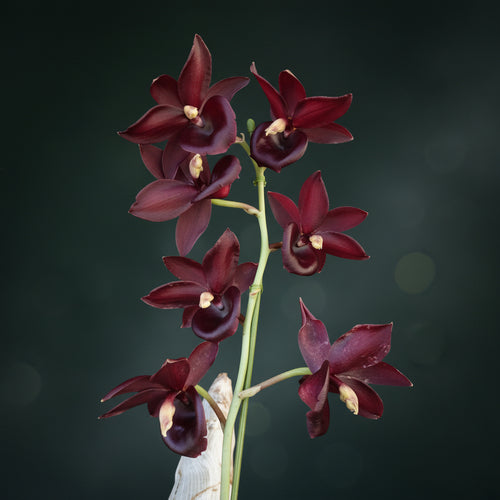 Catanoches Taiwan Red Diamond