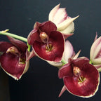 Catasetum Penang 'Jumbo Sweet Heart'