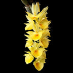 Catasetum pileatum var. aurea