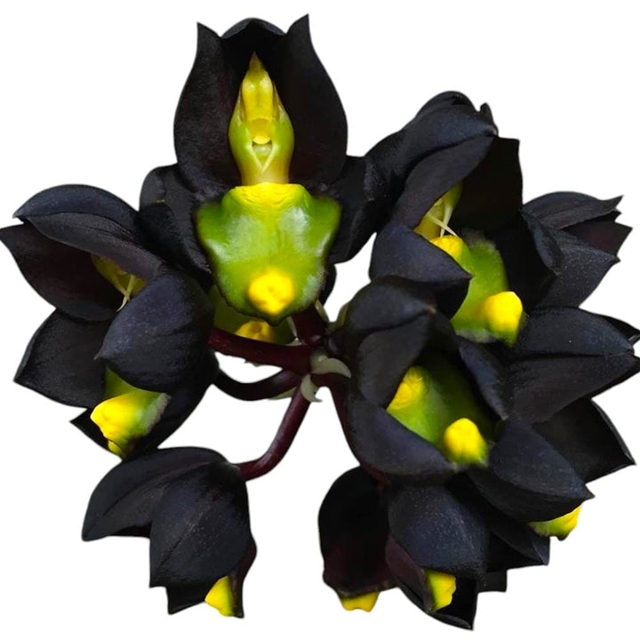 Catasetum tenebrosum