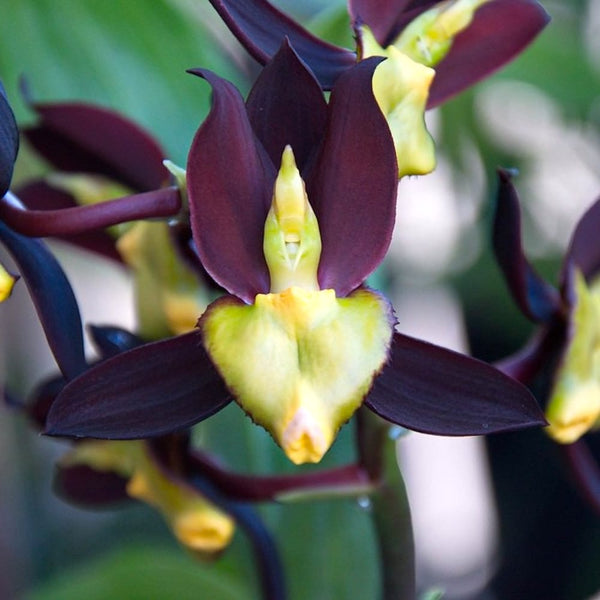 Catasetum tenebrosum