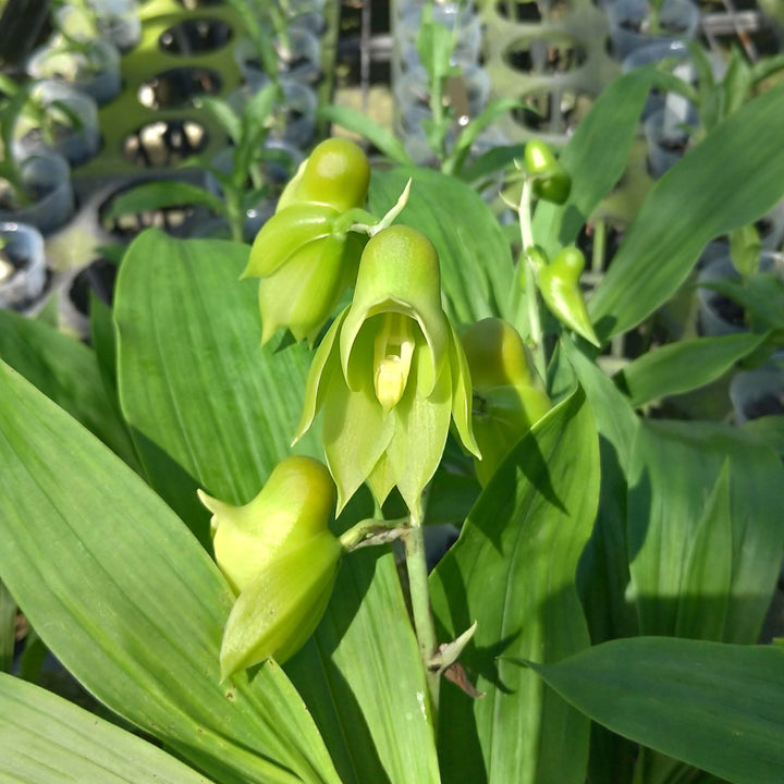 Catasetum wendlingeri 'Jumbo'