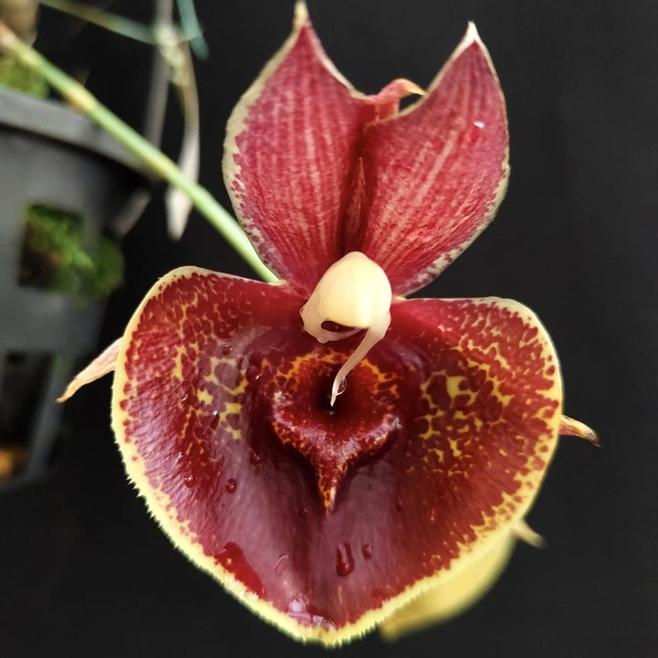 Catasetum Orchidglade 'Jack of Diamond'