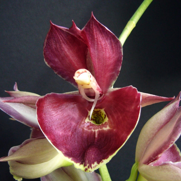 Catasetum Penang 'Jumbo Sweet Heart'