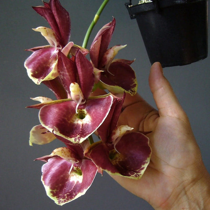 Catasetum Penang 'Jumbo Sweet Heart'