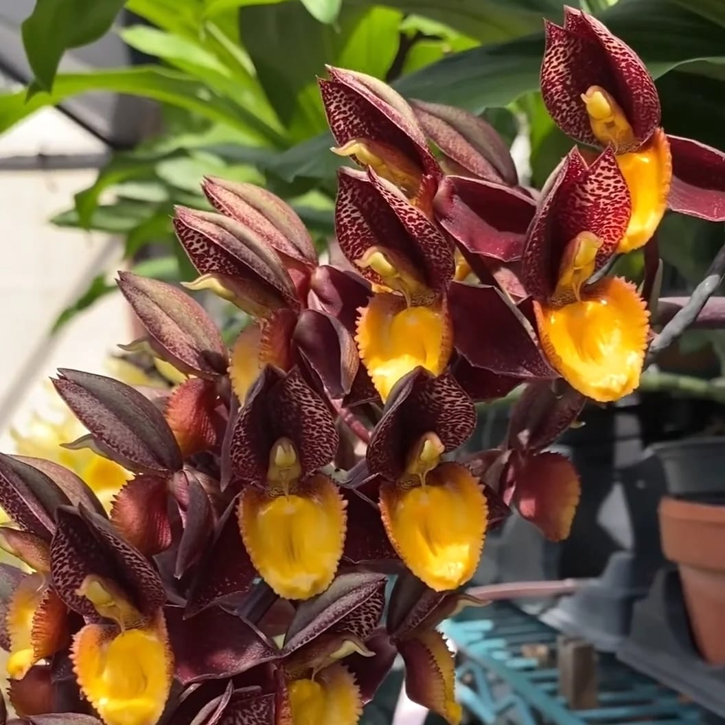 Catasetum Ryan Harrington (tenebrosum × denticulatum)