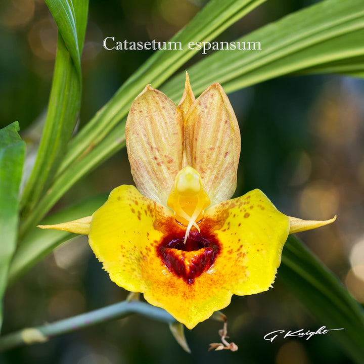 Catasetum expansum 'Yellow Star'