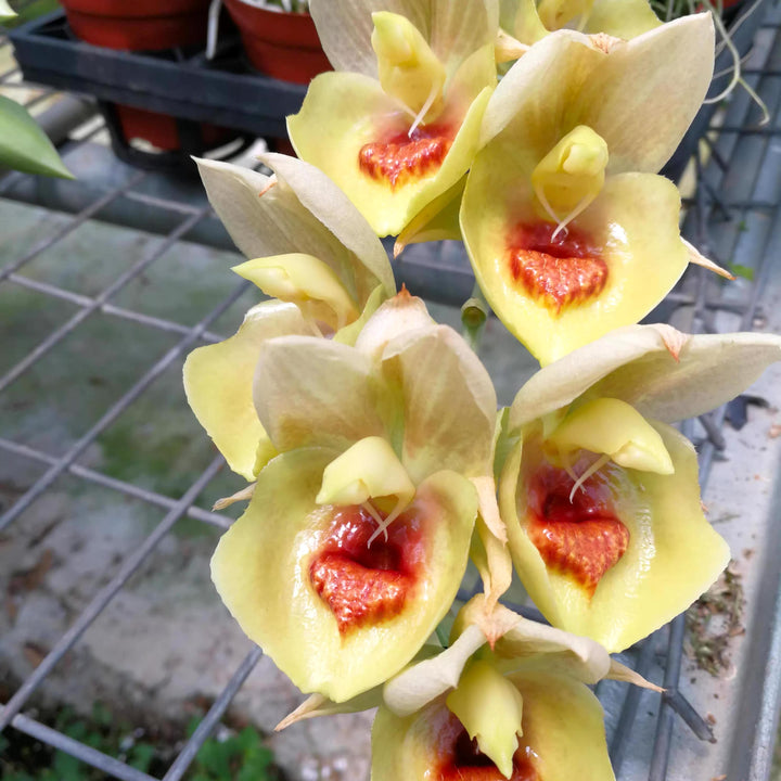 Catasetum expansum 'Yellow Star'