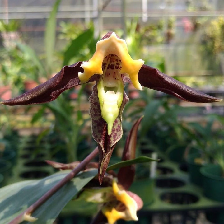 Catasetum gnomus 'Jumbo'