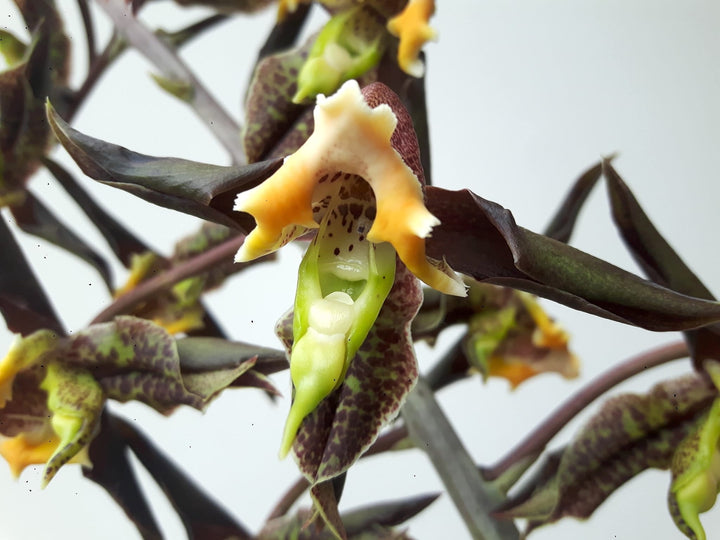 Catasetum gnomus 'Jumbo'