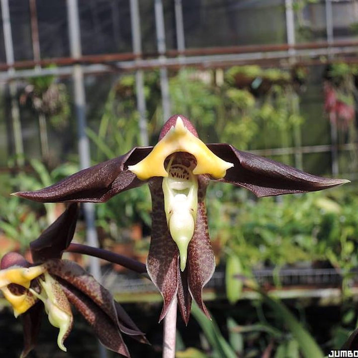 Catasetum gnomus 'Jumbo'