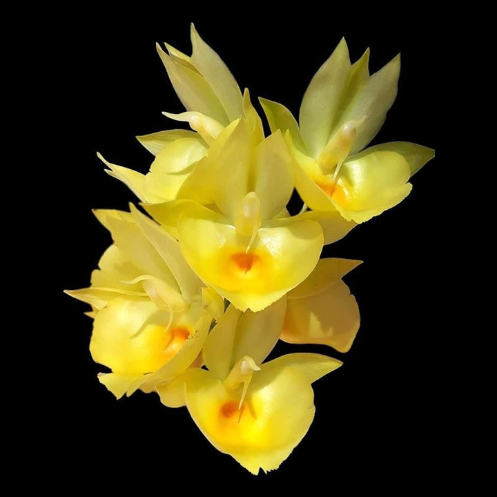 Catasetum pileatum var. aurea