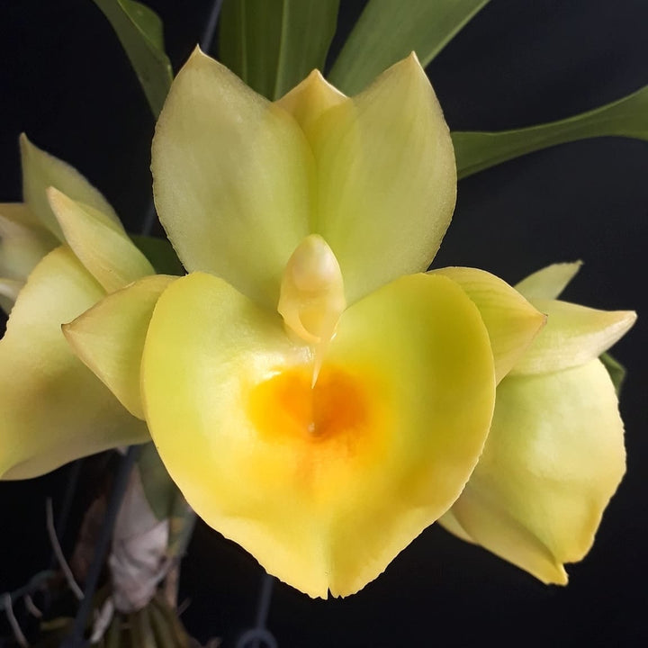 Catasetum pileatum var. aurea