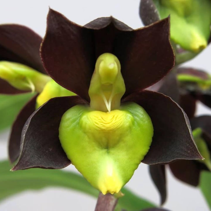 Catasetum tenebrosum