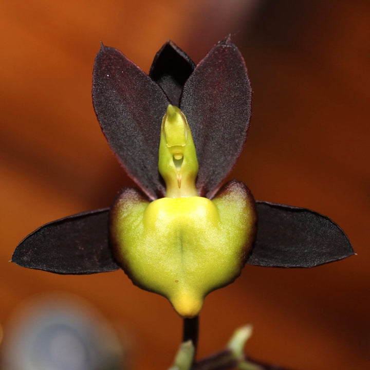 Catasetum tenebrosum