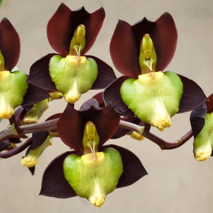 Catasetum tenebrosum