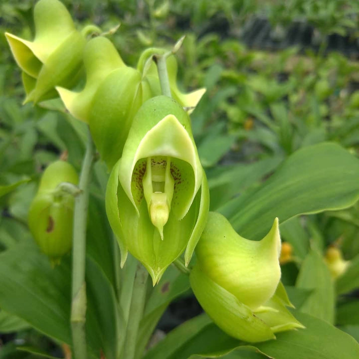 Catasetum wendlingeri 'Jumbo'