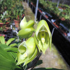 Catasetum wendlingeri 'Jumbo'