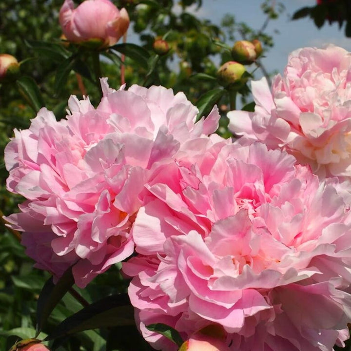 Paeonia lactiflora 'Catharina Fontijn'