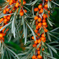 Catina productiva - Hippophae rhamnoides 'Nivelena' D9 (femela)