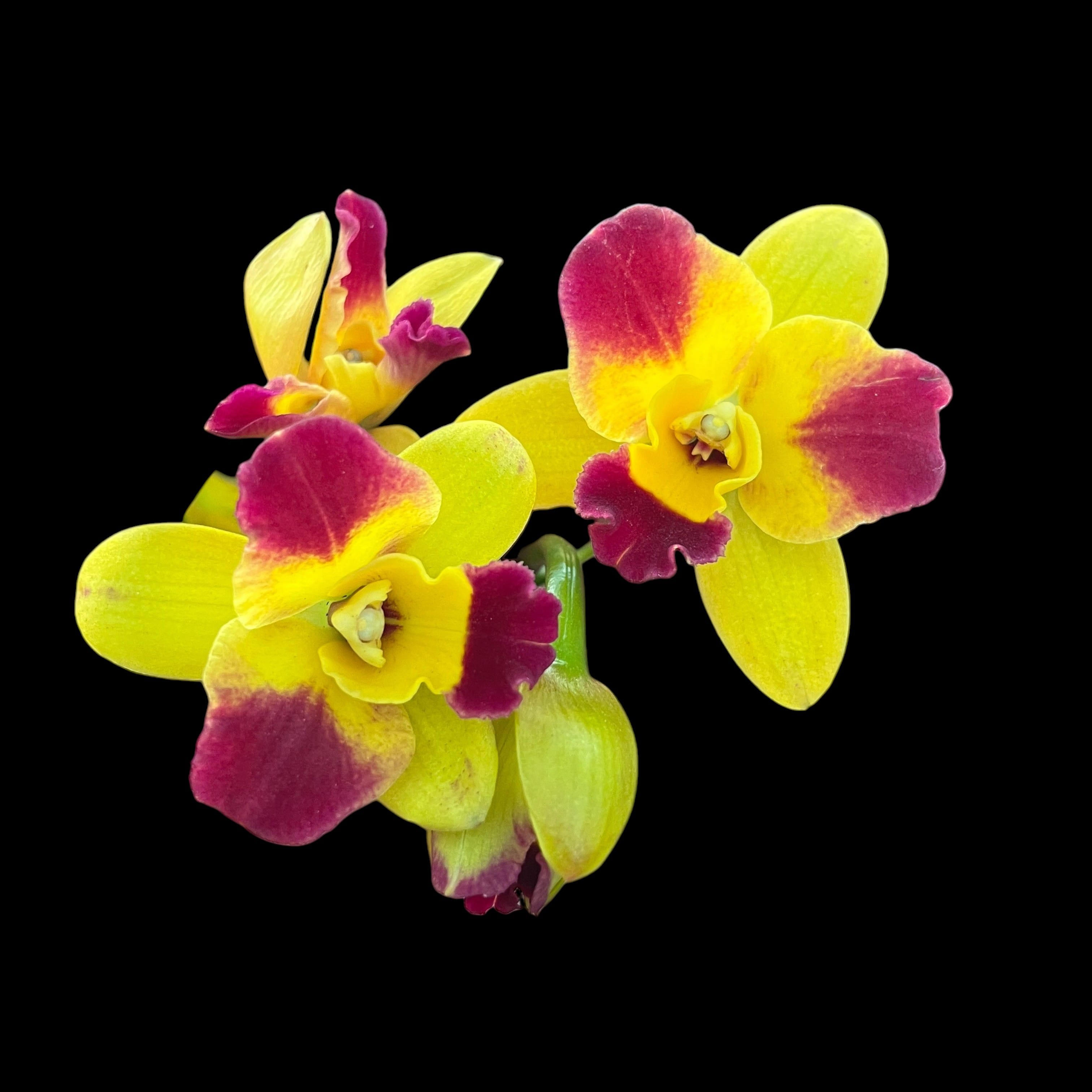 Cattleya Burana Beauty 