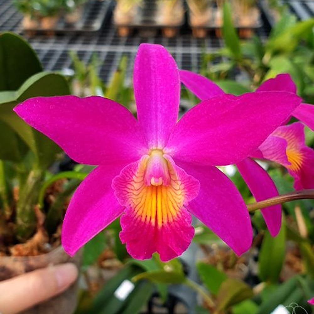 Cattleya Chian-Tzy Guiding 'Chian-Tzy Red Top'