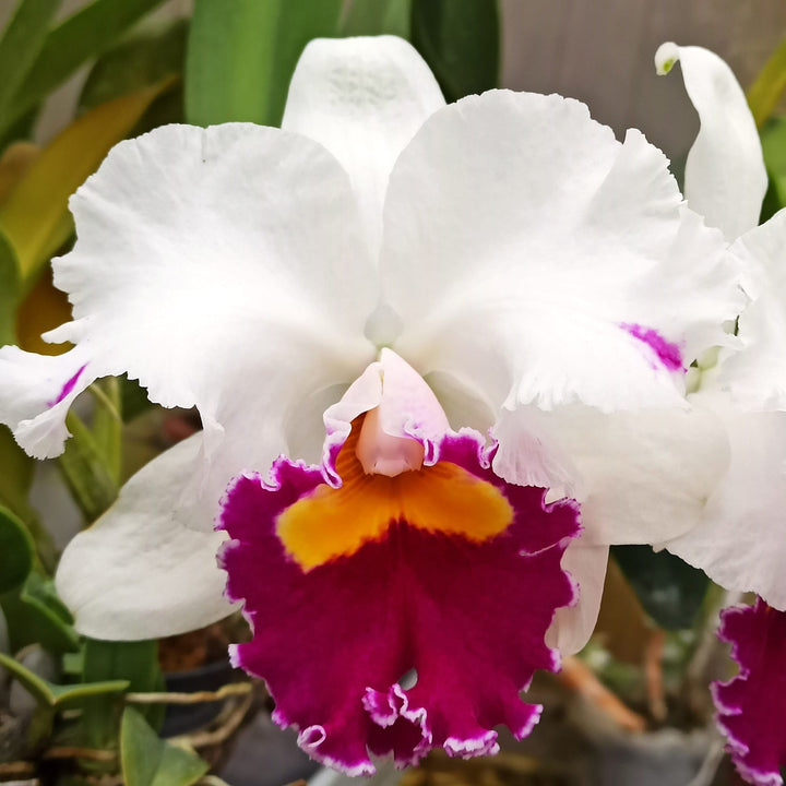 Cattleya Hausermann's Gala 'Z1164'