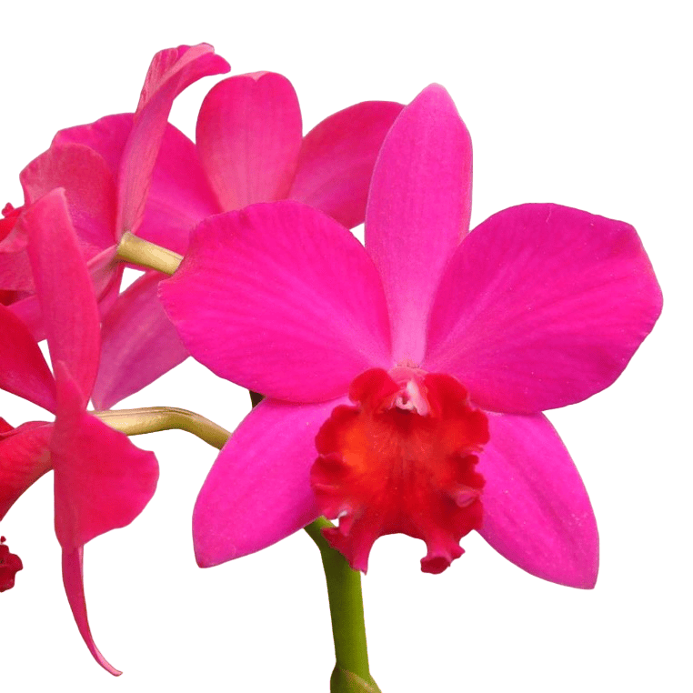 Cattleya Love Castle 'Kurenai'