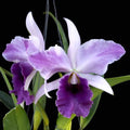 Cattleya Mishima Elf 'Blue Ocean'