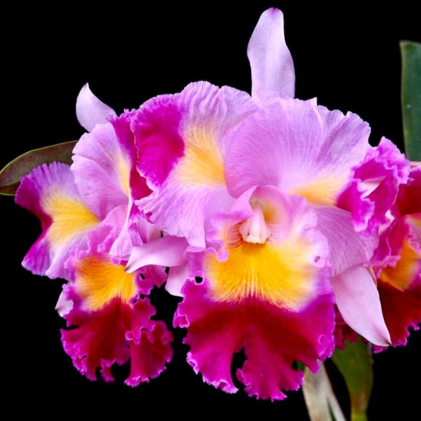 Cattleya Prism Palette 'Mischief' AM/AOS