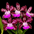 Cattleya Royal Cognac 'Wilson'