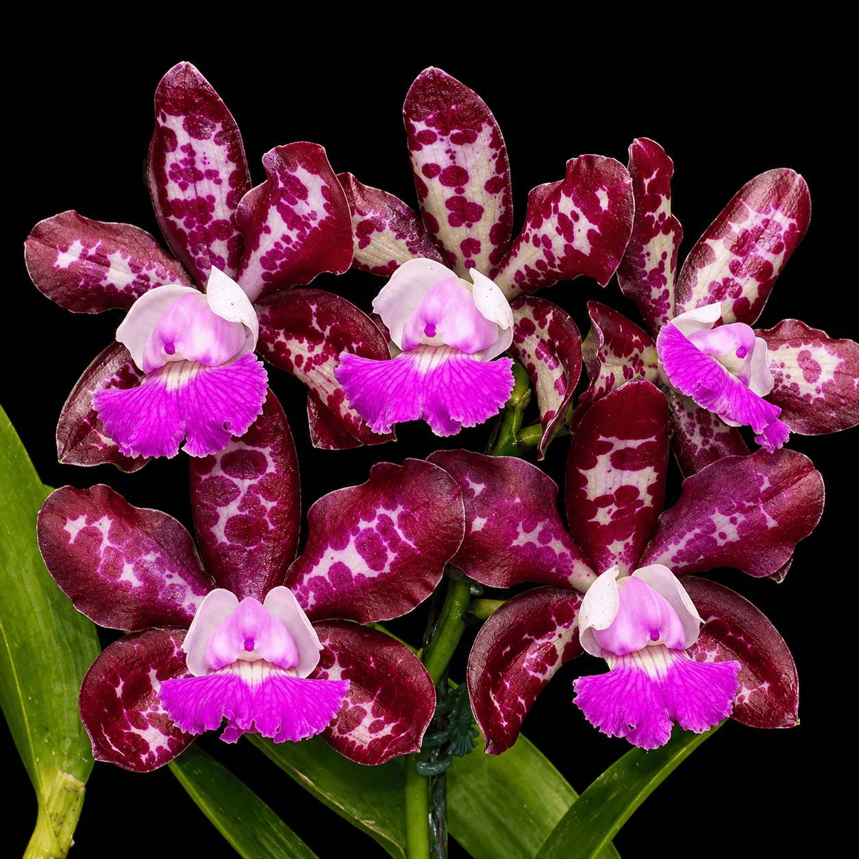 Cattleya Royal Cognac 'Wilson'