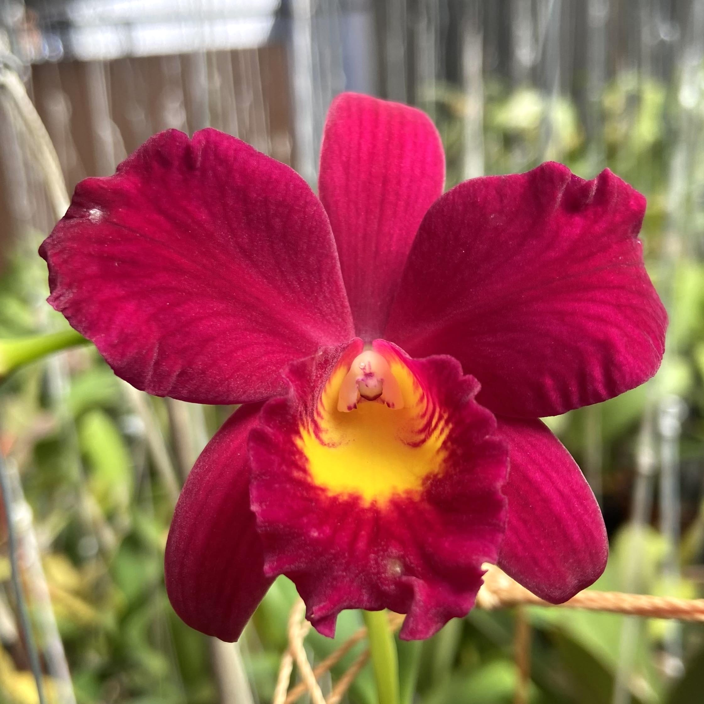 Cattleya Wendy's Valentine