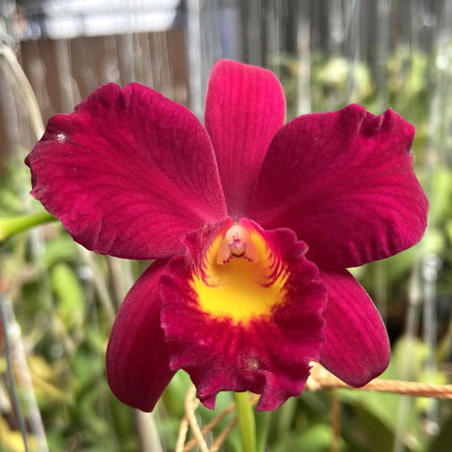Cattleya Wendy's Valentine