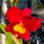 Cattleya Wendy's Valentine