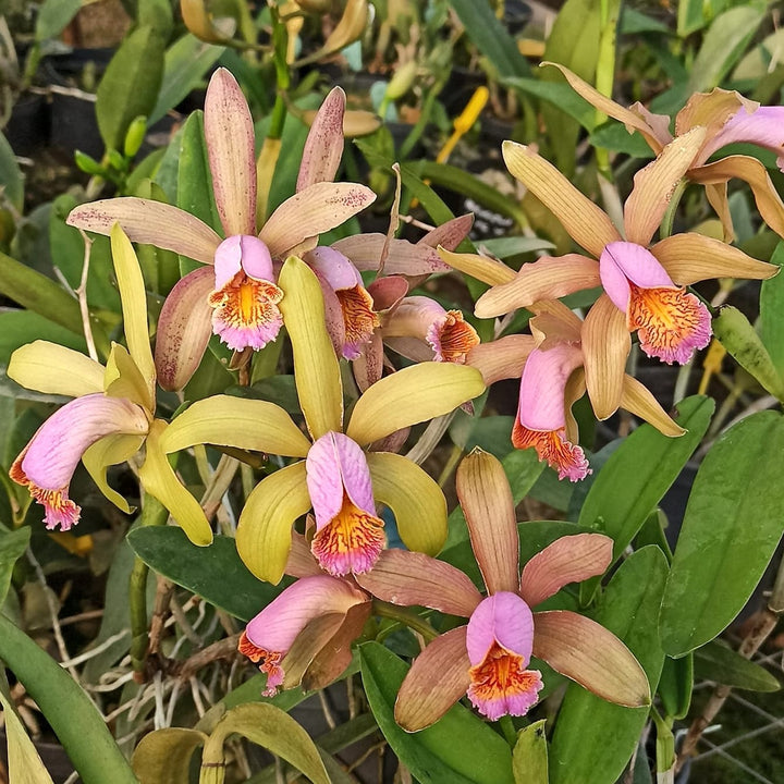 Cattleya forbesii