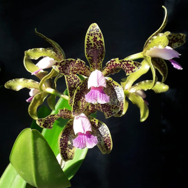 Cattleya guttata var. coerulea main image 0