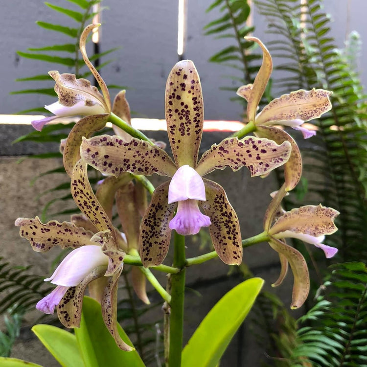 Cattleya guttata var. coerulea main image 1