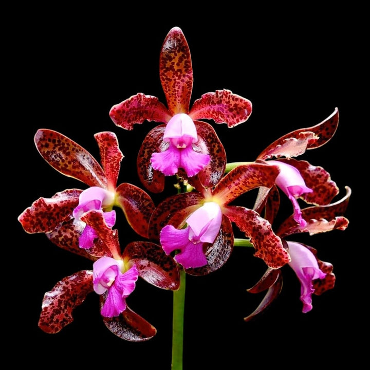 Cattleya leopoldii