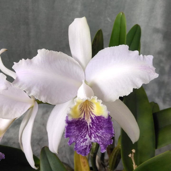 Cattleya lueddemanniana var. coerulea