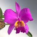 Cattleya lueddemanniana var. rubra
