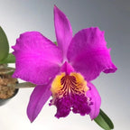 Cattleya lueddemanniana var. rubra