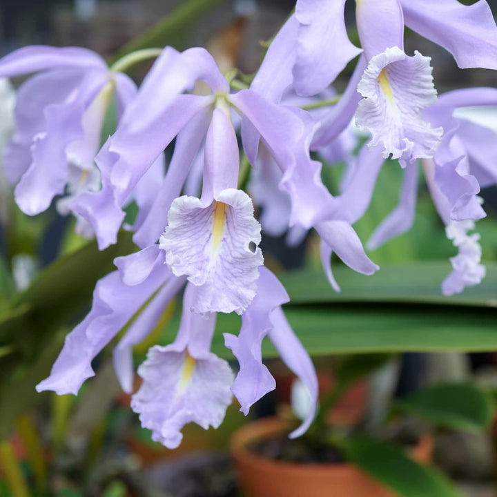 Cattleya maxima var. coerulea