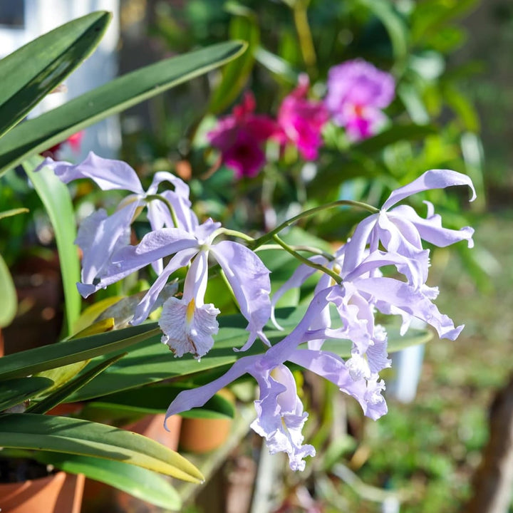 Cattleya maxima var. coerulea